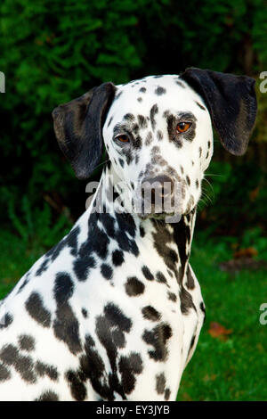 Dalmatiner. Porträt des erwachsenen Hundes. Deutschland Stockfoto