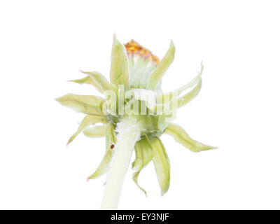 Bud Löwenzahn isoliert auf weißem Hintergrund Stockfoto