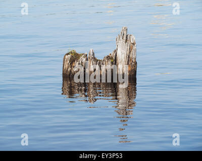 alten Pfählen im See Stockfoto