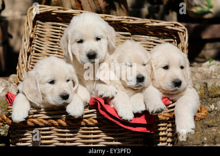 Golden Retriever. Alle vier Männer aus dem Wurf (8 Wochen alt) in einem Weidenkorb. Deutschland Stockfoto