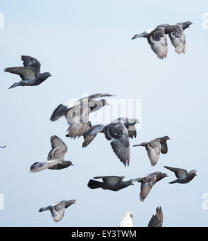 Herde von Tauben im Flug Stockfoto
