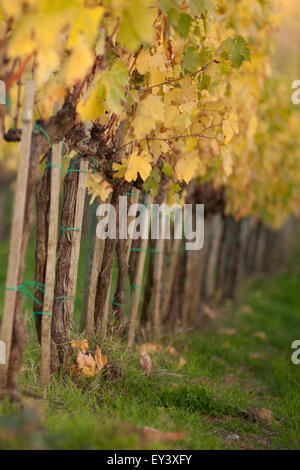Row of vines in a vineyard on autumn. Vivid yellow leaves. Stockfoto