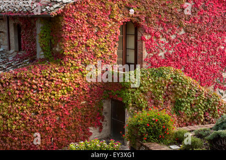 Bunte Efeu wächst an der Wand eines alten Hauses oder einer Villa. Stockfoto