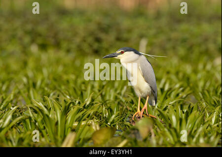 Schwarz-gekrönter Nachtreiher (Nycticorax Nycticorax) thront unter Wasserpflanzen, Donaudelta, Rumänien, Mai Stockfoto