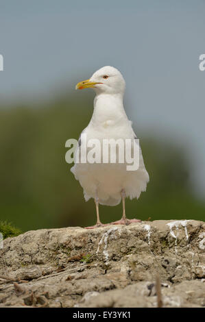 Kaspische Möve (Larus Cachinnans) Erwachsenen stehen auf Hügel, Donaudelta, Rumänien, Mai Stockfoto