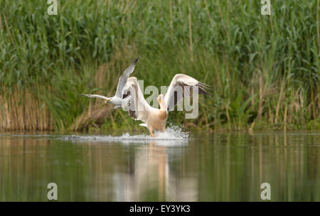 Kaspische Möve (Larus Cachinnans) stehlen Fische aus weißer Pelikan, Donaudelta, Rumänien, Mai Stockfoto