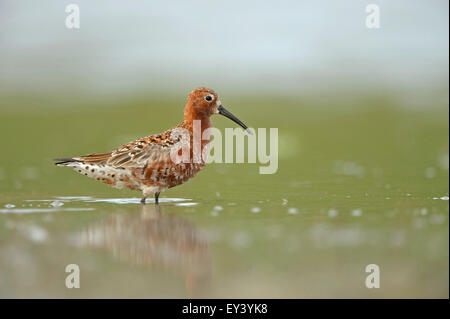 Brachvogel Strandläufer (Calidris Ferruginea) Erwachsenen in der Zucht Gefieder, Wasing im flachen Wasser, Schwarzmeerküste, Rumänien, Mai Stockfoto