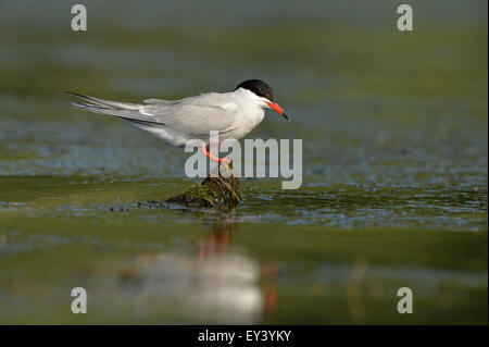 Gemeinsamen Seeschwalbe (Sterna Hirundo) Erwachsenen stehen auf schwimmenden Vegetation, Donaudelta, Rumänien, Mai Stockfoto