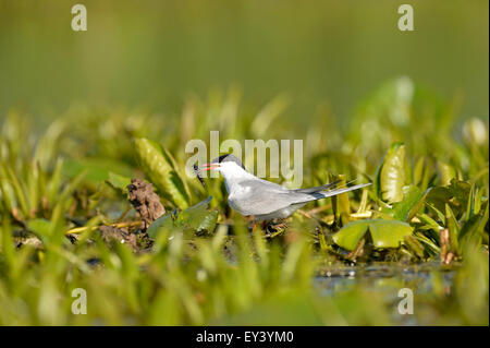 Gemeinsamen Seeschwalbe (Sterna Hirundo) Erwachsenen stehen auf Wasserpflanzen mit Diving Käferlarve im Schnabel, Donaudelta, Rumänien, Mai Stockfoto