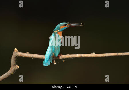 Gemeinsamen Eisvogel (Alcedo Atthis) Männchen thront auf Zweig, Donaudelta, Rumänien, Mai Stockfoto