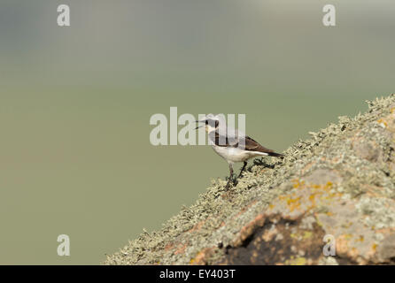 Nördlichen Steinschmätzer (Oenanthe Oenanthe) erwachsenen männlichen mit der Aufforderung, auf Flechten bedeckt Felsen gelegen, Rumänien, Mai Stockfoto