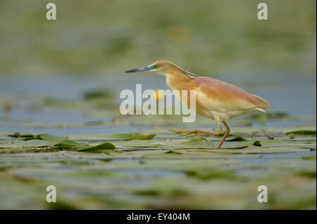 Squacco Heron (Ardeola Ralloides) Erwachsene im Gefieder, Zucht gehen auf Wasserpflanzen, Donaudelta, Rumänien, Mai Stockfoto