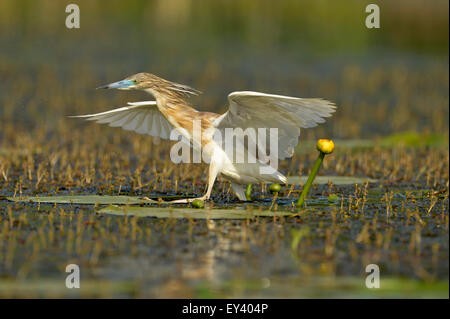 Squacco Heron (Ardeola Ralloides) Erwachsene im Gefieder, Zucht gehen auf Wasserpflanzen, Flügel ausbreiten, Donaudelta, Ro Stockfoto