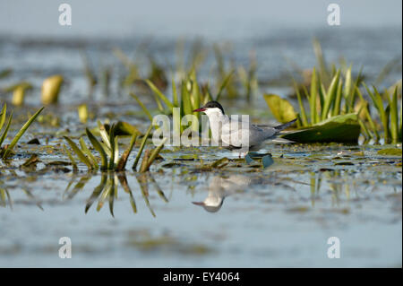 Weissbart Seeschwalbe (Chlidonias Hybrida) Erwachsenen in der Zucht Gefieder, ruht auf Wasserpflanzen, Donaudelta, Rumänien, Mai Stockfoto