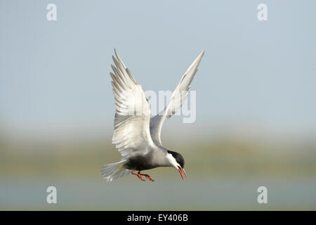 Weissbart Seeschwalbe (Chlidonias Hybrida) Erwachsenen während des Fluges, Zucht Gefieder, Donaudelta, Rumänien, Mai Stockfoto