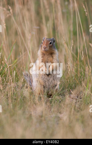 Ziesel, hohen Gras sitzen. Stockfoto