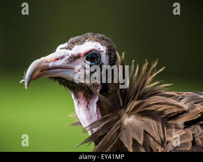 Nahaufnahme des hooded Vulture (Necrosyrtes Monachus), The Hawking Centre, Doddington, Kent, England, UK Stockfoto