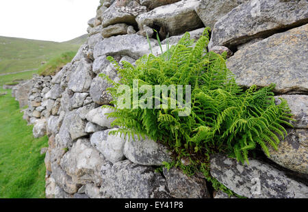 Ein Farn wächst in der Steinmauer eines alten schwarzen Haus oberhalb Dorf Bay auf Hirta. Hirta, St Kilda, Schottland, Großbritannien. Stockfoto