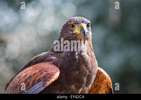 Harris Hawk oder Harris Hawk (Parabuteo Unicinctus), The Hawking Centre, Doddington, Kent, England, UK Stockfoto