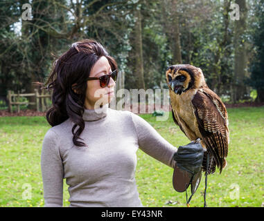 Asiatische braune Eule oder braun Holz Eule (Strix Leptogrammica), die Hawking-Zentrum, Doddington, Kent, UK Stockfoto