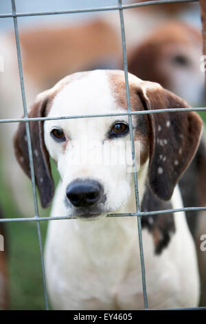 Ein Fox Hound in einem Käfig Stockfoto