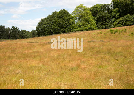 Suffolk Sandlings Heide, Sutton, Suffolk, England, UK Stockfoto