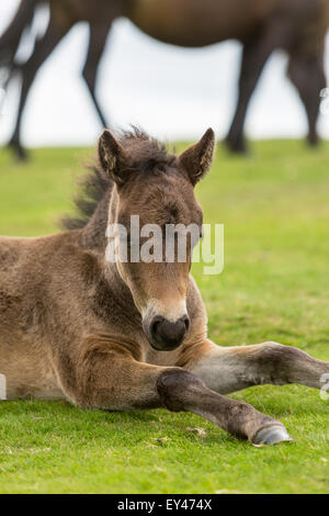 Junge pony sitzen auf dem Rasen an der Haytor Rock, Dartmoor Park, Devon, UK Stockfoto