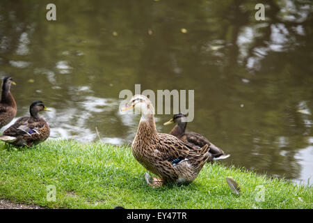 Enten auf Shropshire union Canal, Brewood Staffordshire, Stockenten auf dem Wasser, 20. Juli 2015 uk Stockfoto