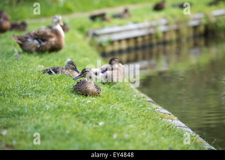 Enten auf Shropshire union Canal, Brewood Staffordshire, Stockenten, auf dem Wasser, 20. Juli 2015 uk Stockfoto