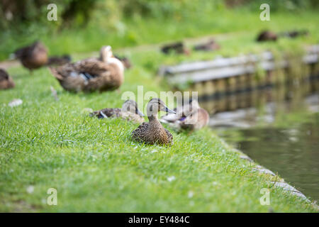 Enten auf Shropshire union Canal, Brewood Staffordshire, Stockenten, auf dem Wasser, 20. Juli 2015 uk Stockfoto