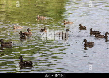 Enten auf Shropshire union Canal, Brewood Staffordshire, Stockenten, auf dem Wasser 20. Juli 2015 uk Stockfoto