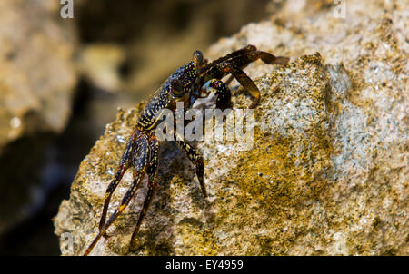 Nahaufnahme einer Bright Sally Lightfoot Krabbe auf Felsen, Palm Island, Karibik. Stockfoto