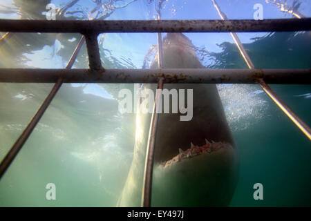 Unterwasser-Blick von Great White Shark Käfig Tauchen Reise vorbei. Stockfoto