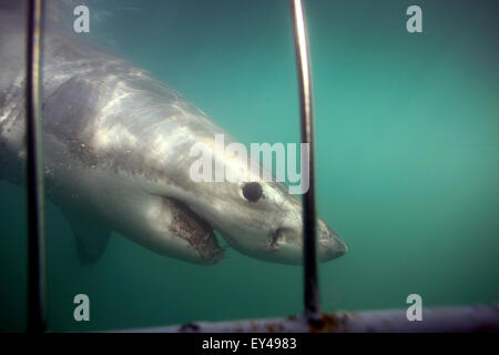 Unterwasser-Blick von Great White Shark Käfig Tauchen Reise vorbei. Stockfoto