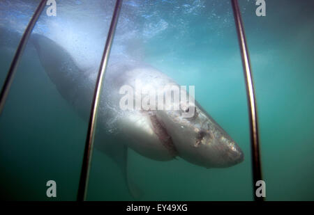 Unterwasser-Blick von Great White Shark Käfig Tauchen Reise vorbei. Stockfoto