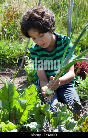 Kleiner Junge im Blick auf eine frisch gepflückten Zwiebel Gemüsegarten