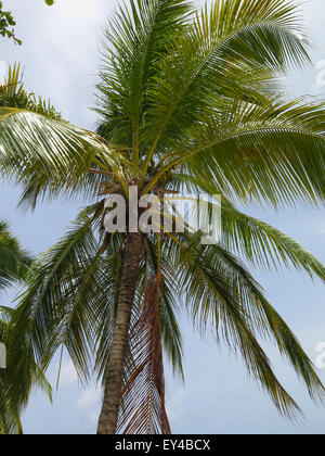 Kokospalme (Cocos Nucifera), Barbados Stockfoto