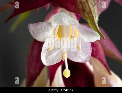 Leycesteria Formosa, Himalaya Geißblatt, blühende Muskatnuss, Himalaya Muskatnuss oder Fasan berry, einzelne Blume Stockfoto