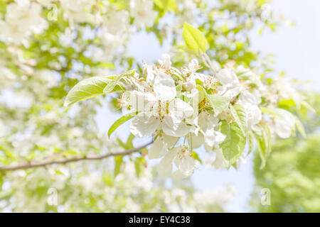 Apfel Baum Blüten, Nahaufnahme Bild, geringe Schärfentiefe. Stockfoto