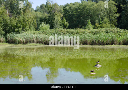 Enten im Teich am Jericho Beach Park, Vancouver, Britisch-Kolumbien, Kanada. Stockfoto