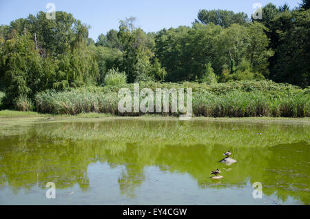 Enten im Teich am Jericho Beach Park, Vancouver, Britisch-Kolumbien, Kanada. Stockfoto