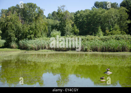 Enten im Teich am Jericho Beach Park, Vancouver, Britisch-Kolumbien, Kanada. Stockfoto