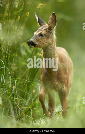 Reh (Capreolus Capreolus) Stockfoto