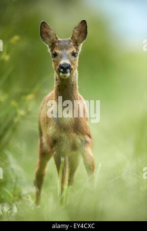 Reh (Capreolus Capreolus) Stockfoto