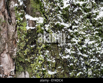 Digital verändert nahtlose Textur moosige Rinde auf Regenwald Baum mit Schnee Hintergrund Stockfoto