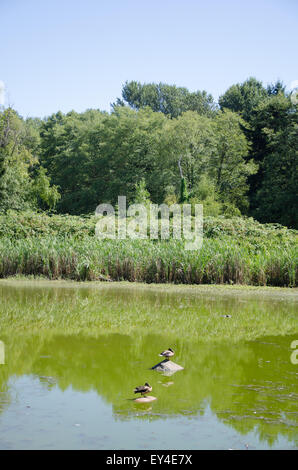 Enten im Teich am Jericho Beach Park, Vancouver, Britisch-Kolumbien, Kanada. Stockfoto