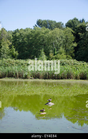 Enten im Teich am Jericho Beach Park, Vancouver, Britisch-Kolumbien, Kanada. Stockfoto