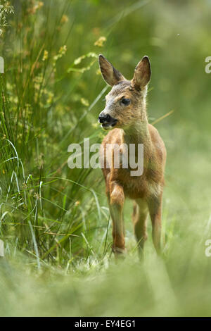 Reh (Capreolus Capreolus) im Grünland Wiese Stockfoto