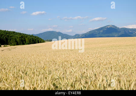 A wheat field ready for harvest Stockfoto