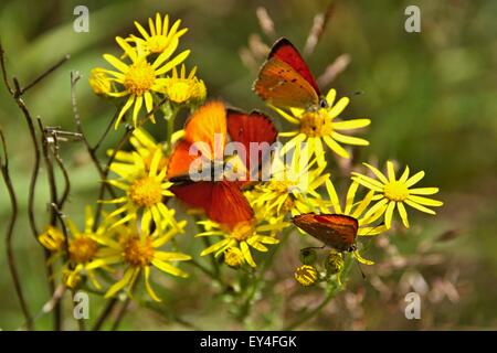 Viele rote Schmetterlinge auf gelben Blüten und grünen Hintergrund. Kreuzkraut, gelbe Blüten mit roten Schmetterling knappen Kupfer Stockfoto